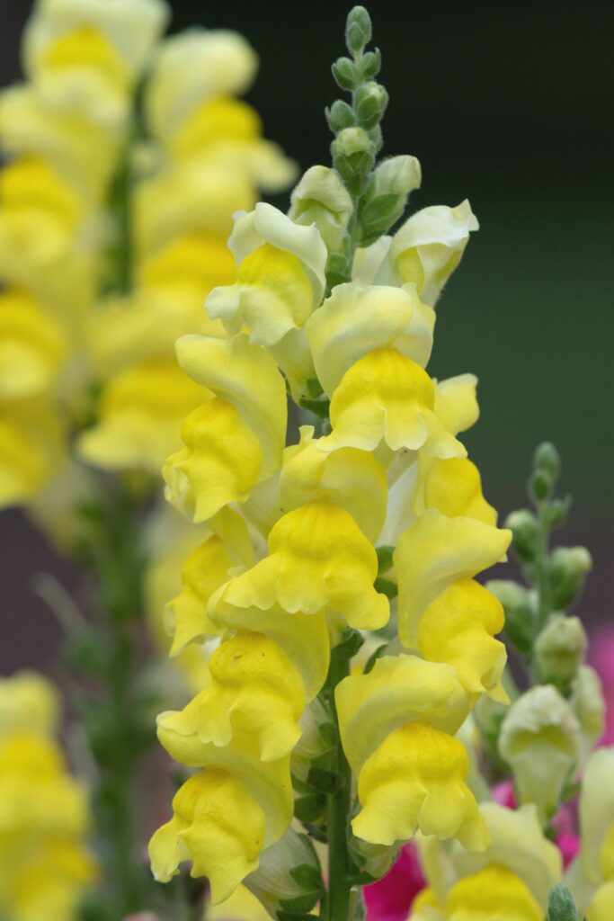 How to Grow Snapdragon Plant - Close Up of Yellow Snapdragons 