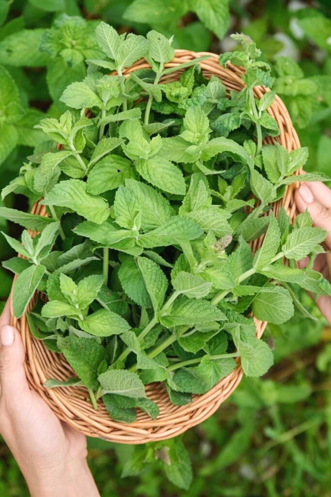 How to Store Mint Leaves - Harvesting Mint Leaves with Basket