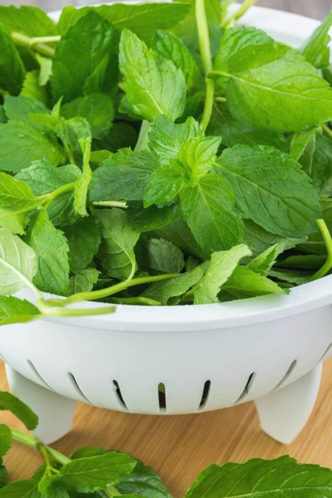 How to Store Mint Leaves - Washing Mint - Photo of Fresh Mint in a Colander