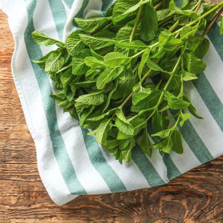 How to Store Mint: Storage, Freezing, and Drying Photo of Fresh Mint on a Dish Towel