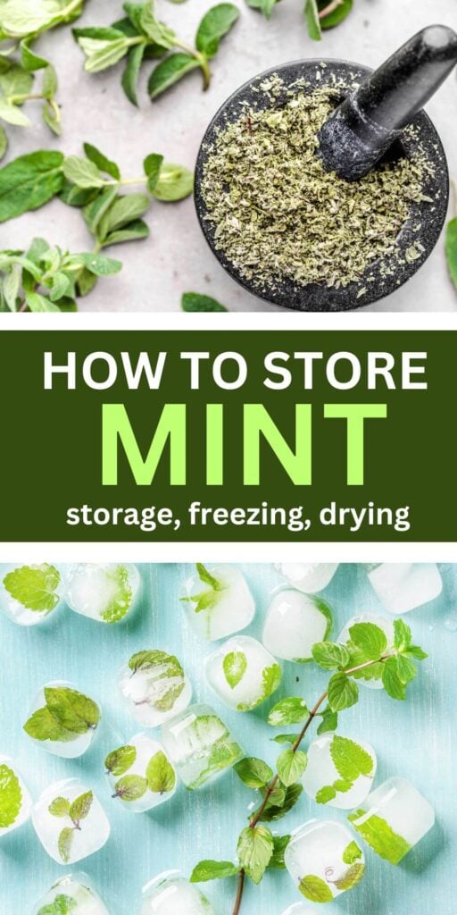 How to Store Mint: Storage, Freezing, Drying