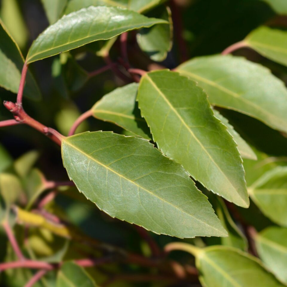 29 BEST Natural Insect Repellent Plants to Grow Montana Happy