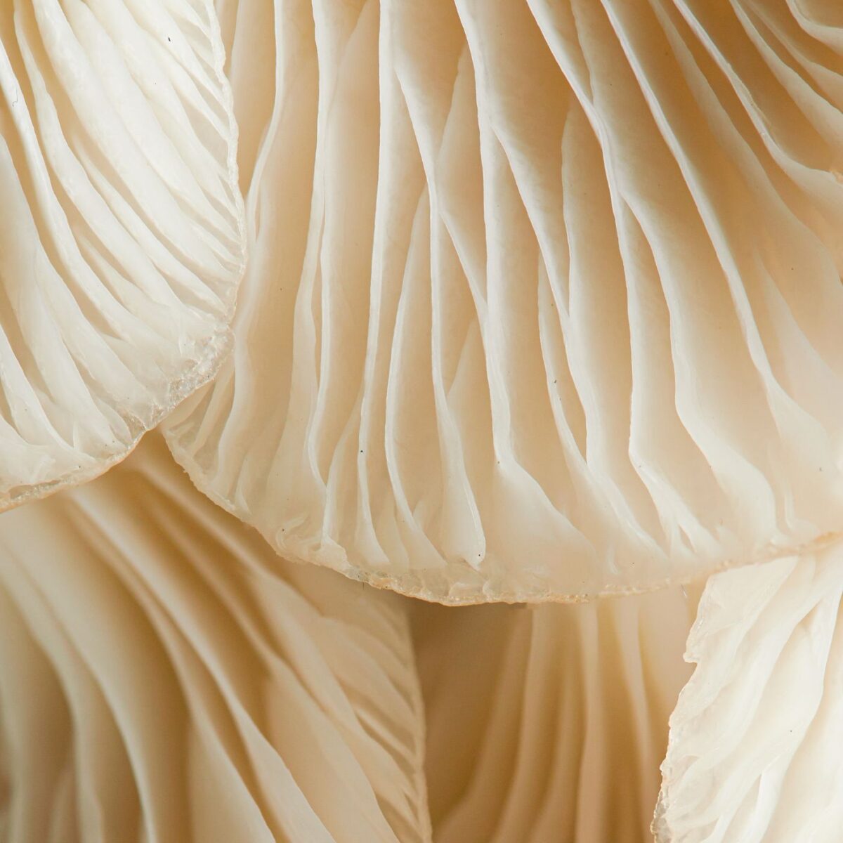 Are Mushrooms Vegetables? | Montana Happy