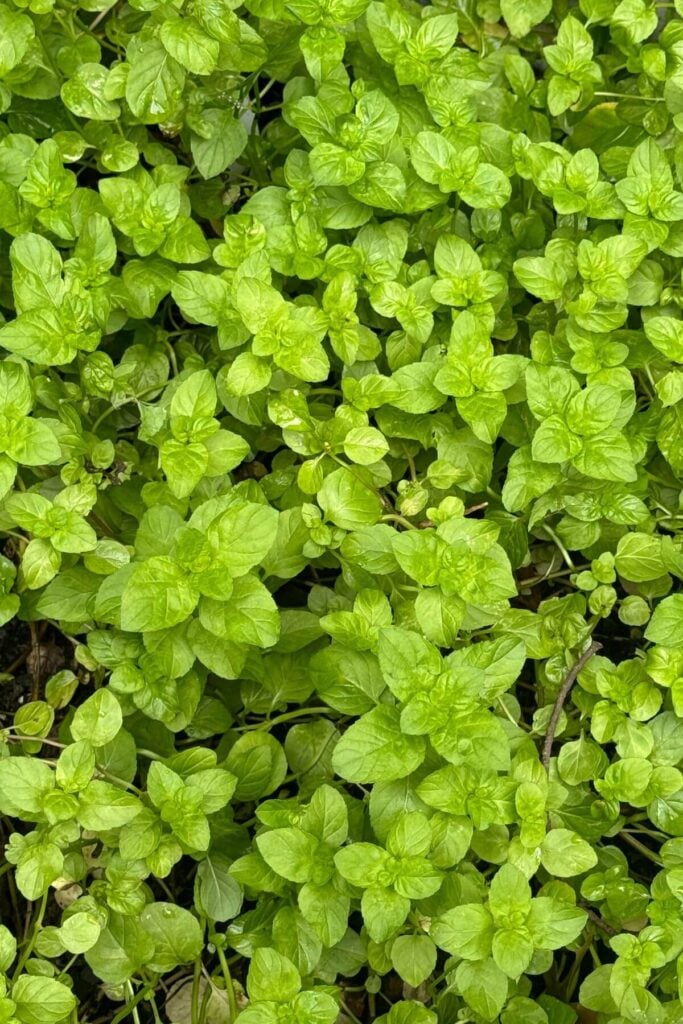 Types of Mint to Grow - Photo of Orange Mint in the Garden