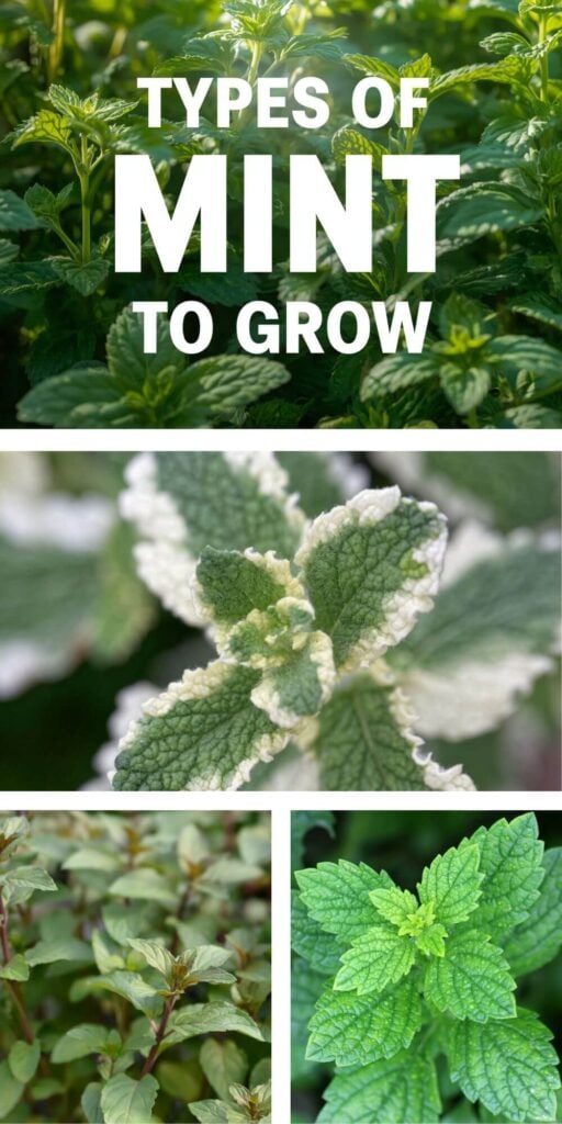 Types of Mint to Grow - Photos of Various Mint Plants