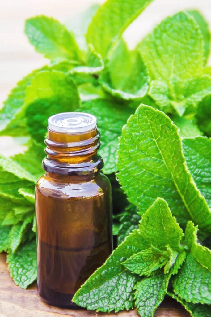 What to do with Mint Leaves * Photo of Fresh Mint and Mint Essential Oil 