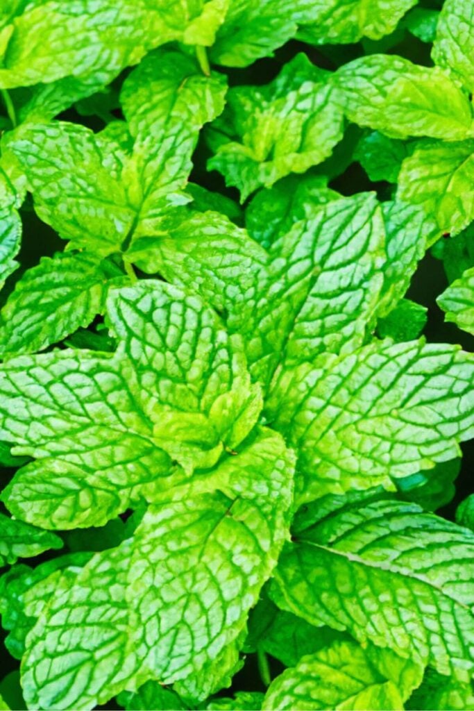 What to do with Mint Leaves - Photo of Mint Plant in the Garden 