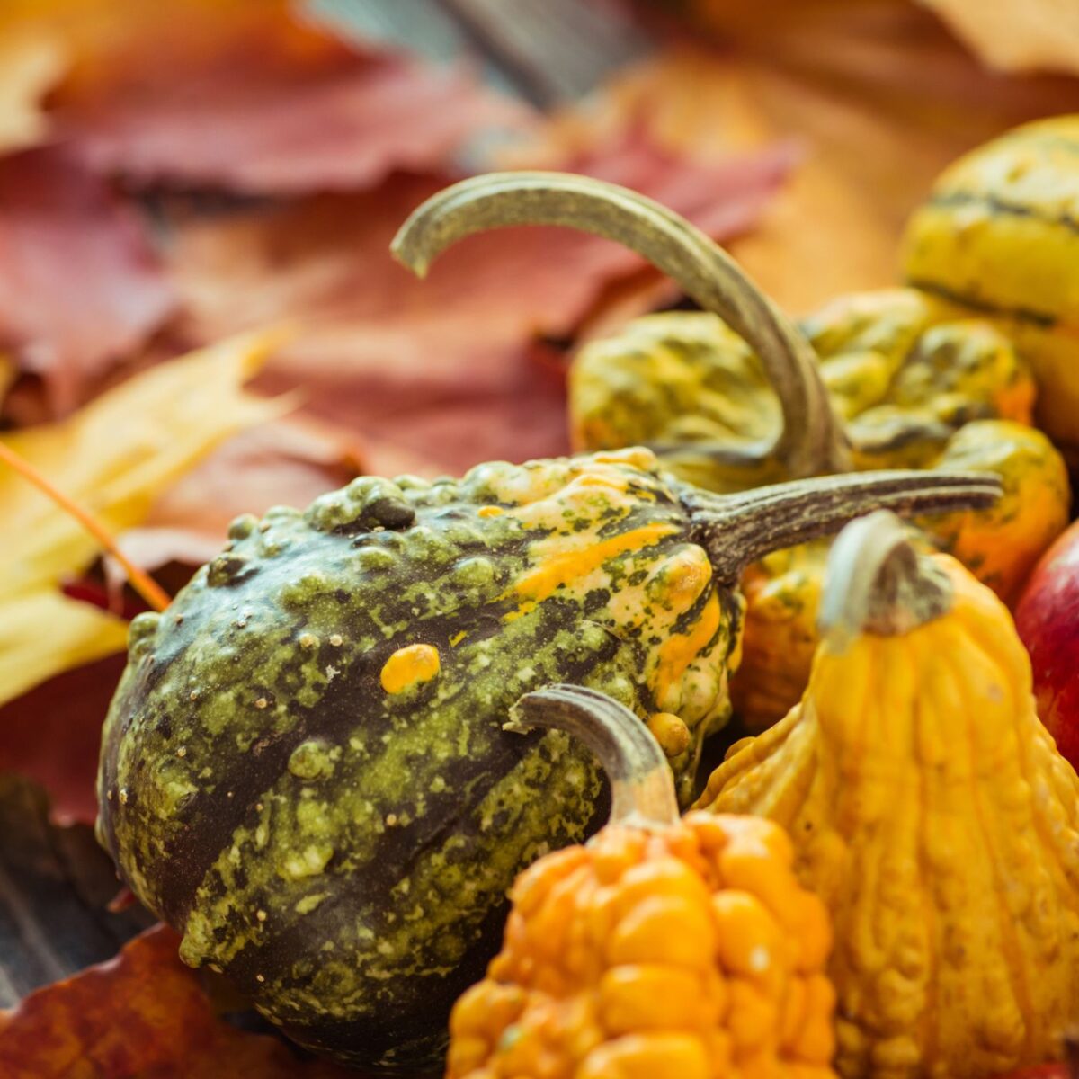 How to Preserve Decorative Gourds to Last Longer Montana Happy