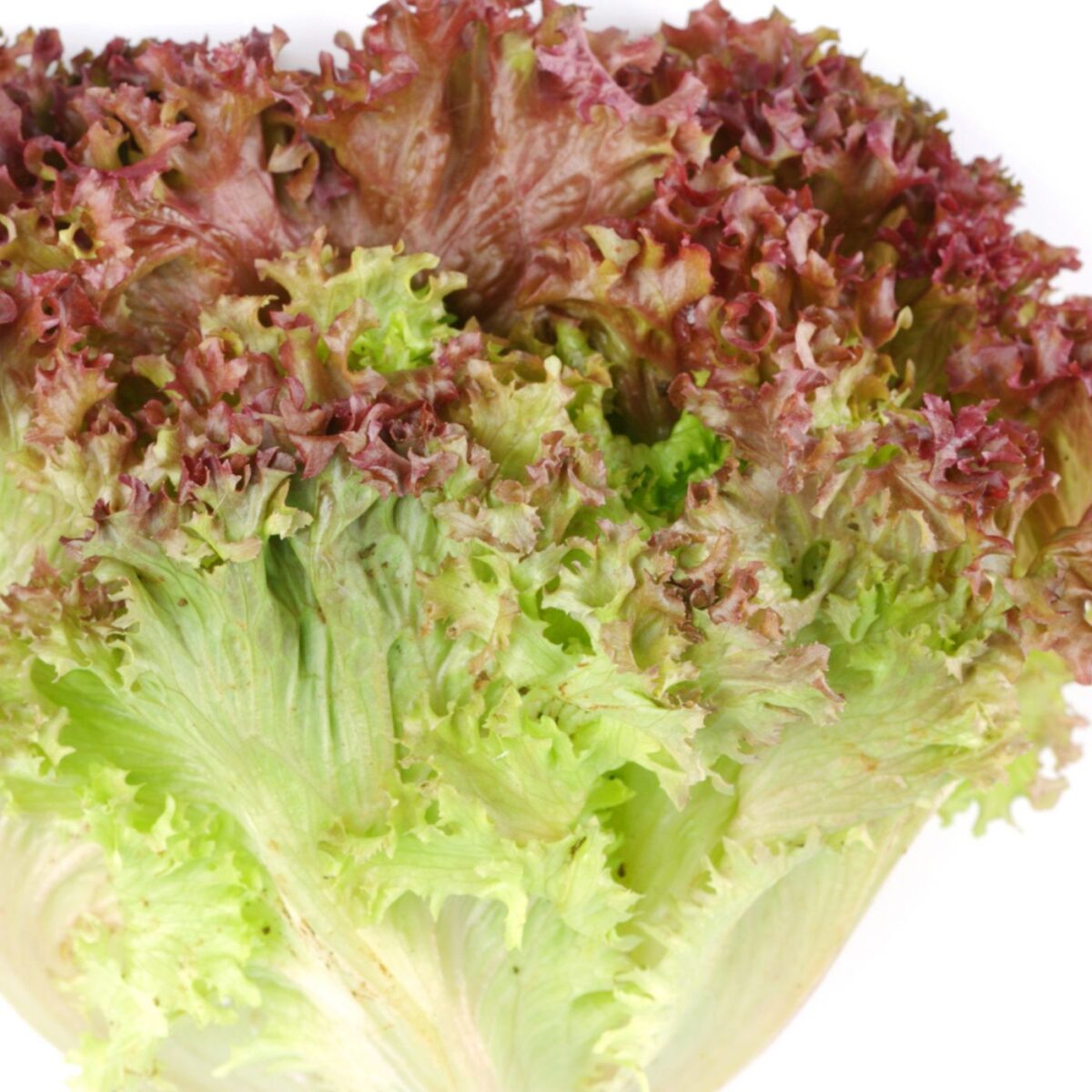 Different Types of Lettuce + Uses Montana Happy