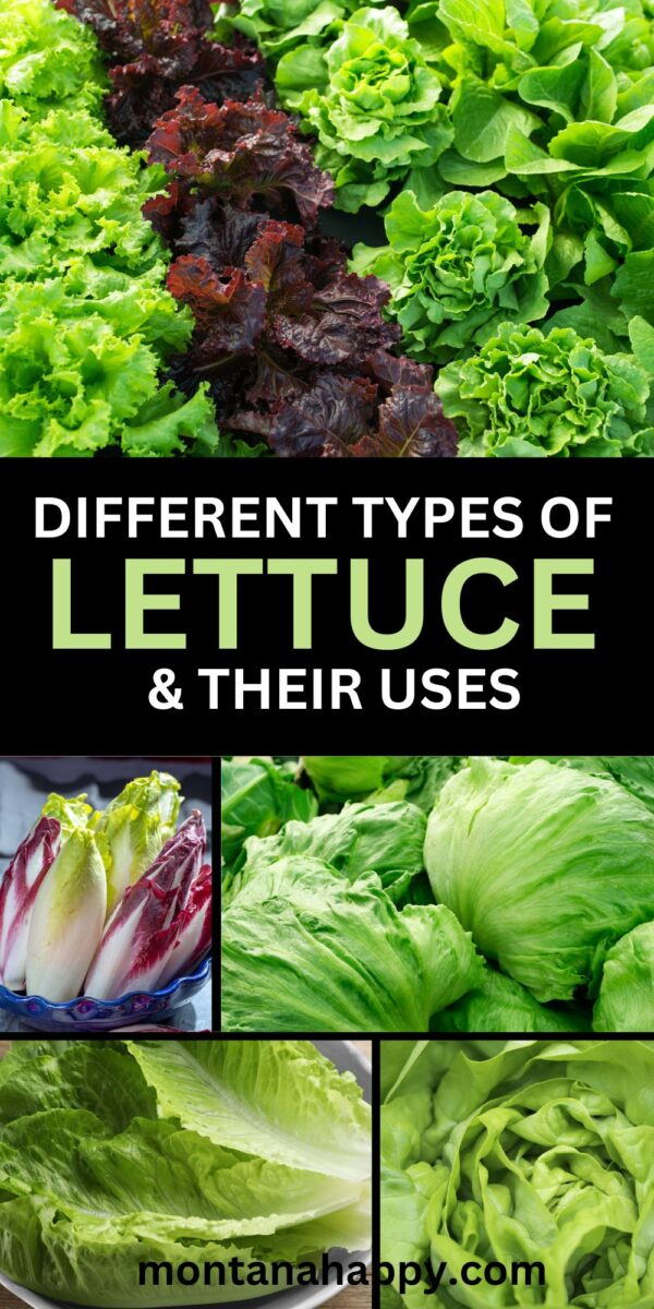 Different Types of Lettuce + Uses Montana Happy