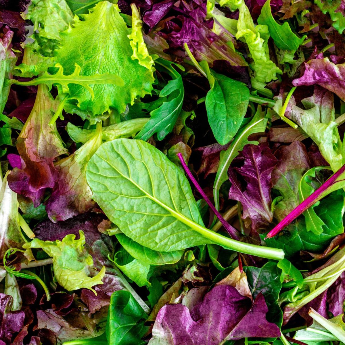 Different Types of Lettuce + Uses Montana Happy