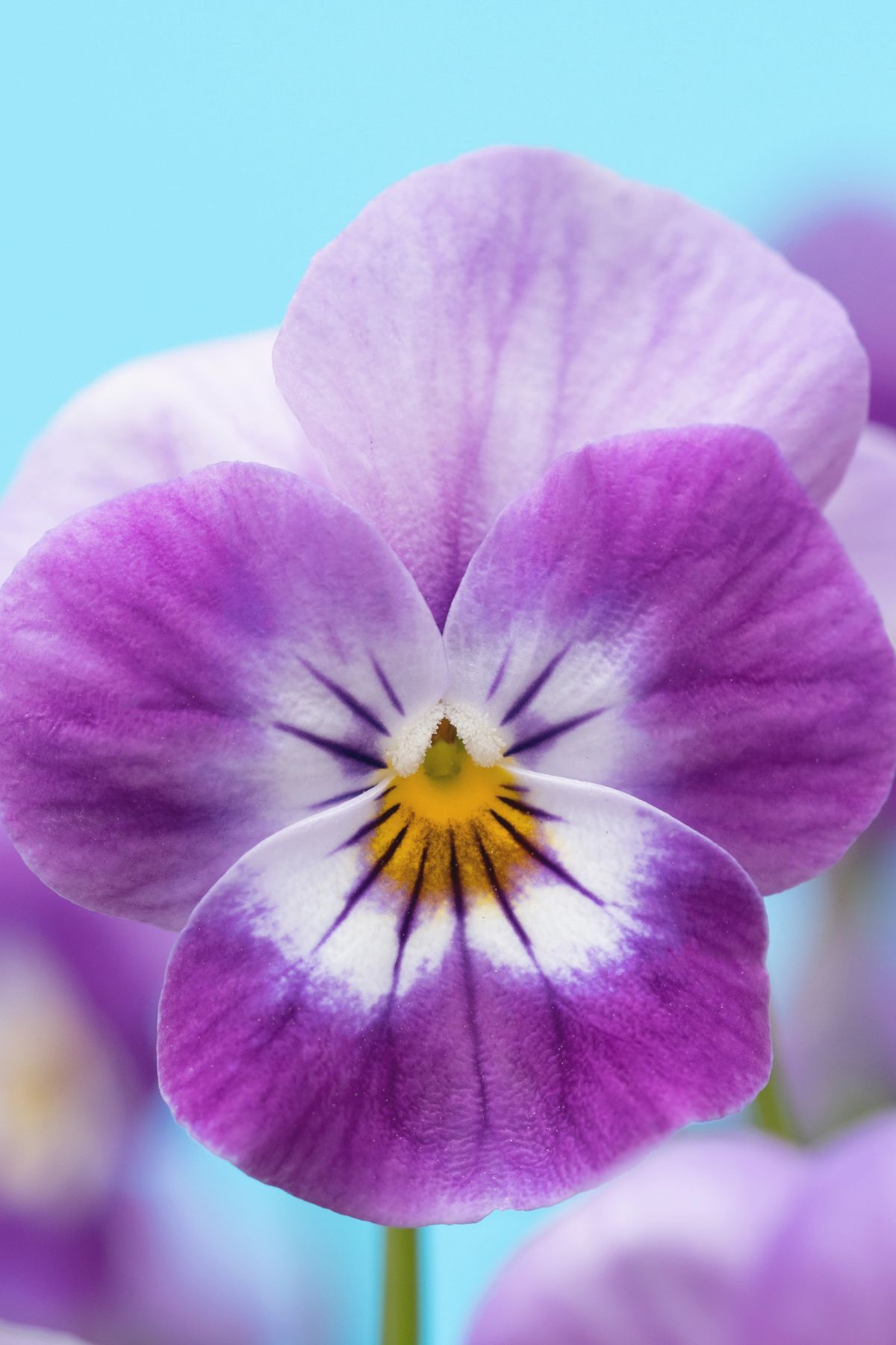 10 Tips on Growing Violas Montana Happy