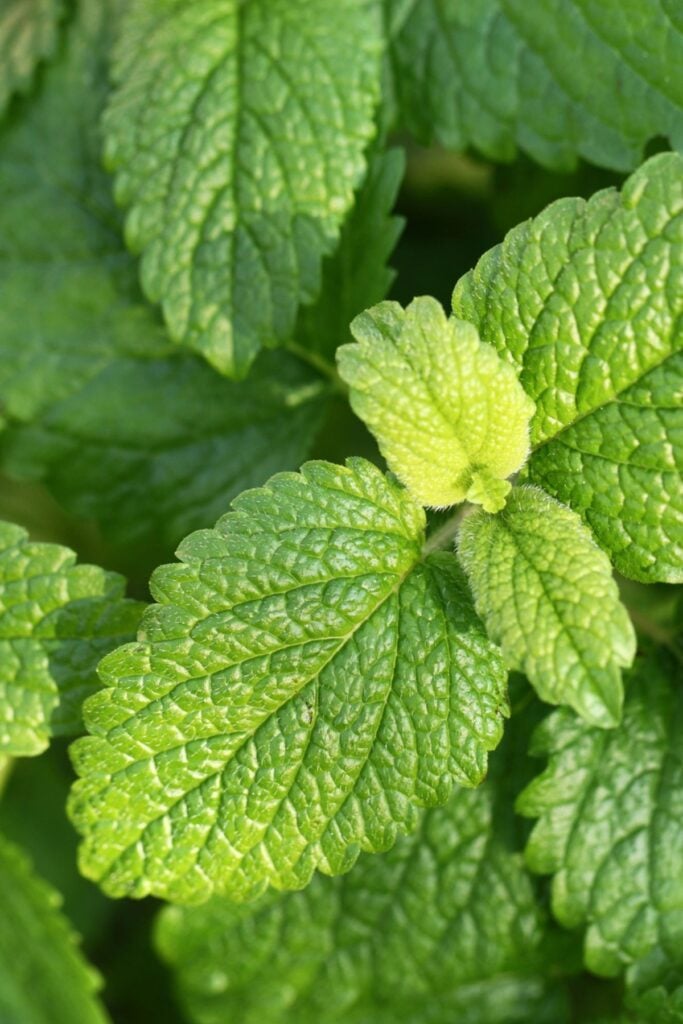 Different Types of Mint Plants to Grow - Lemon Balm