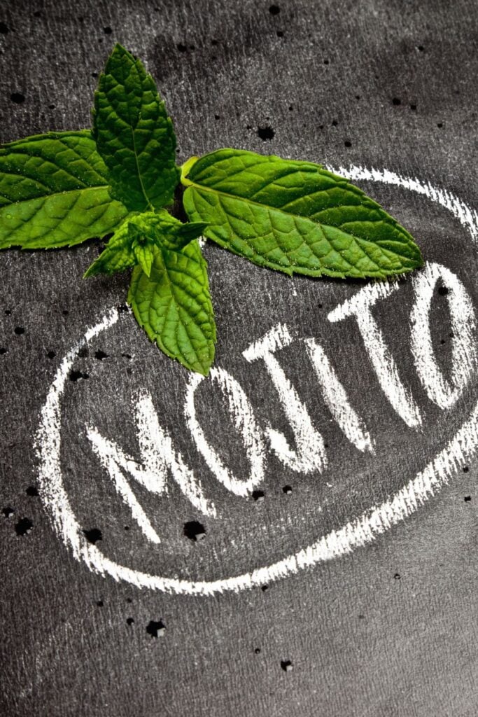 Different Types of Mint Plants to Grow - Mojito Plant