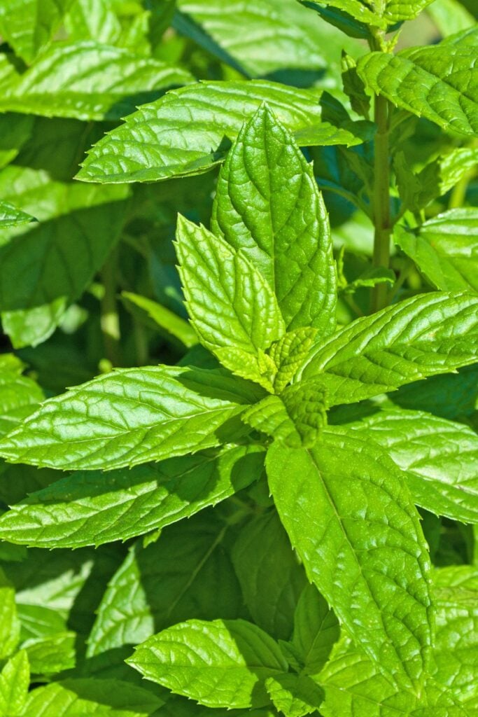 The Best Types of Mint Plants - Moroccan Mint Plant