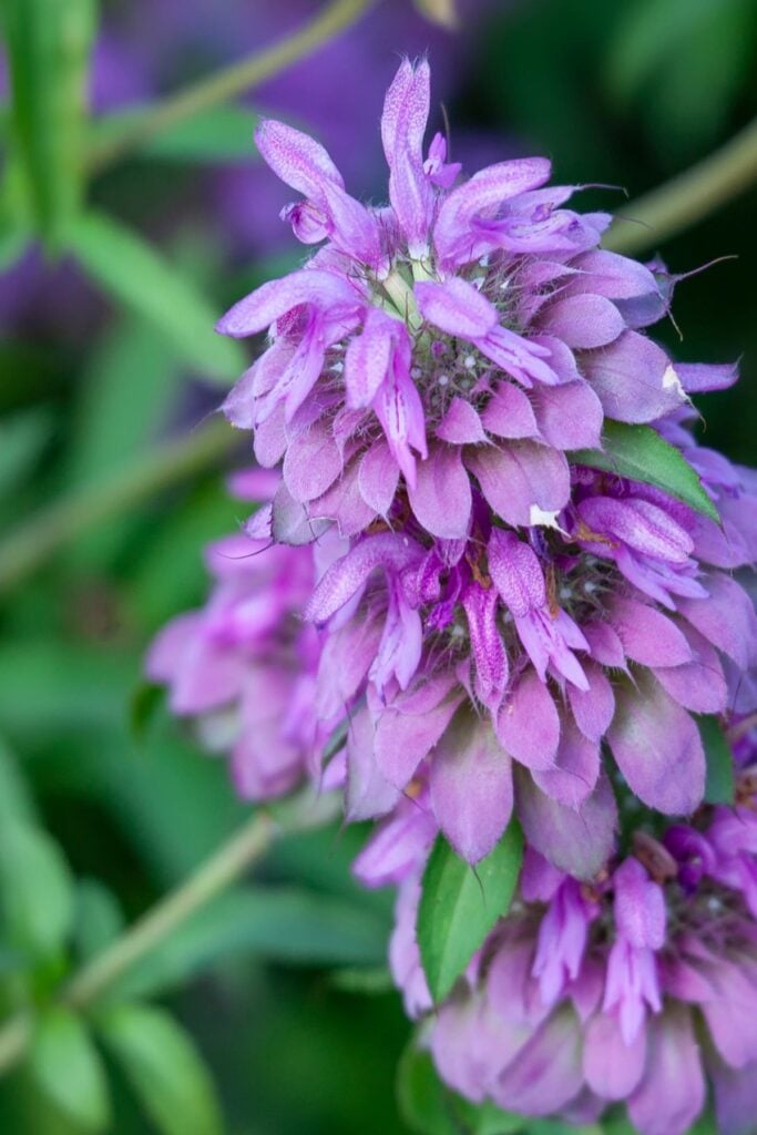 Types of Mint Plants - Bergamot Mint