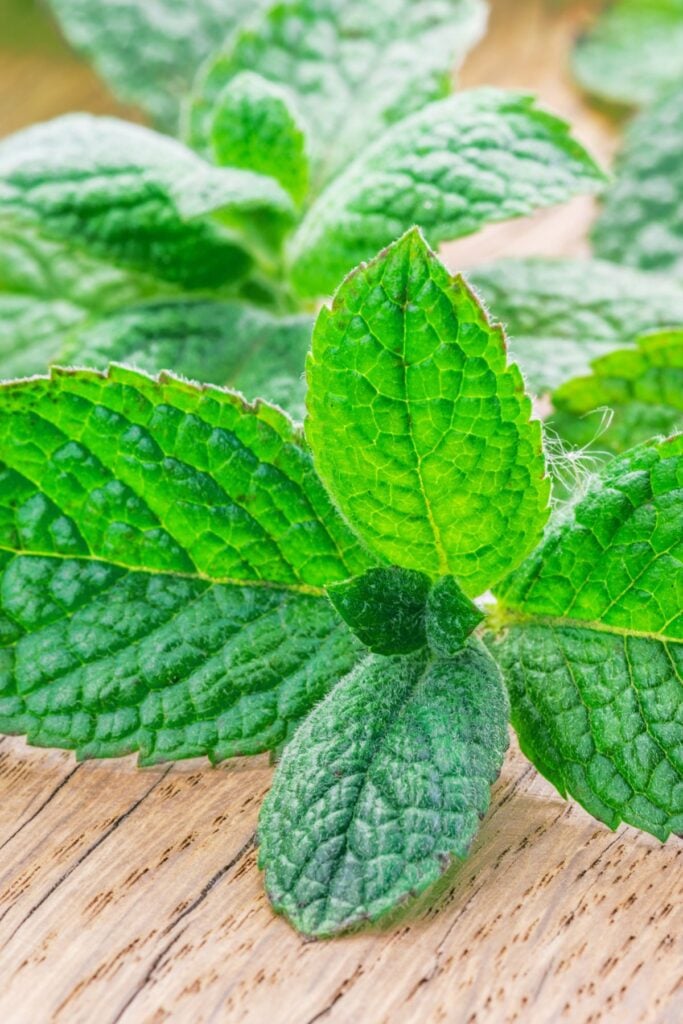 Types of Mint Plants - Apple Mint has Fuzzy Leaves