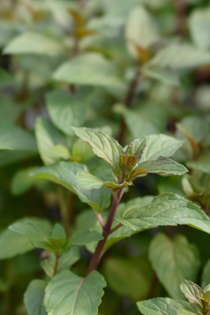 Types of Mint Plants - Photo of Chocolate Mint Plant