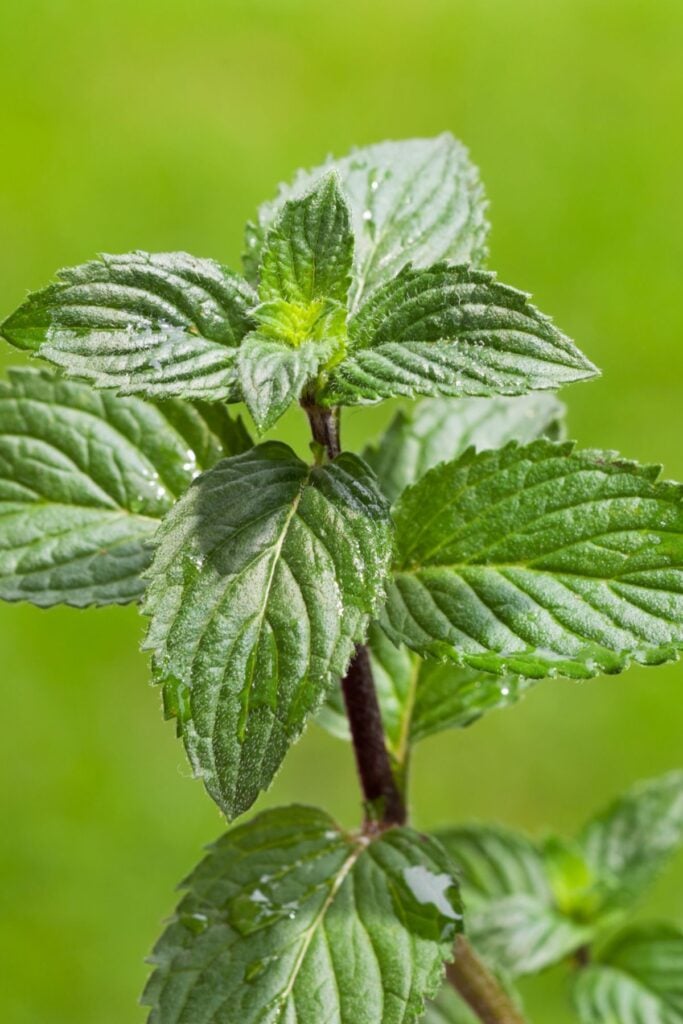Types of Mint Plants - Photo of Peppermint Plant