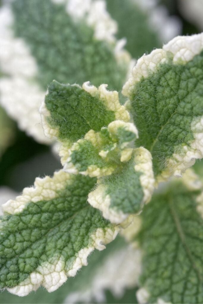 Types of Mint Plants - Pineapple Mint Plants