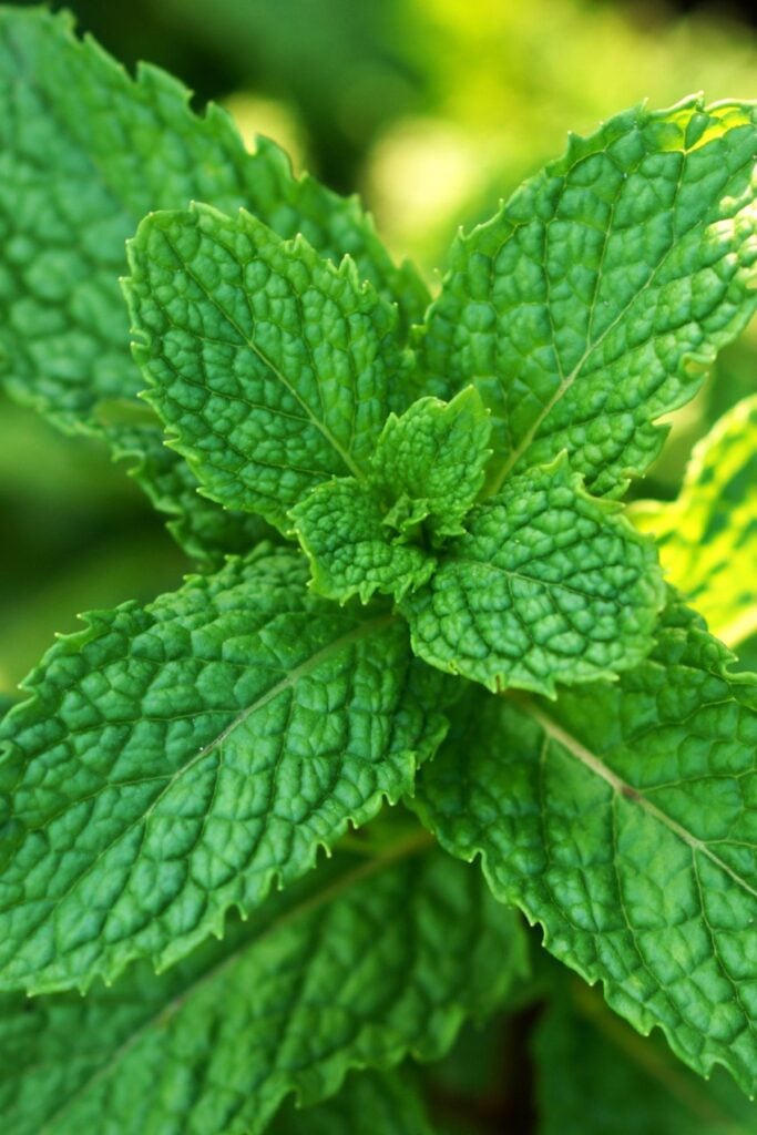 Types of Mint Plants - Spearmint Plant