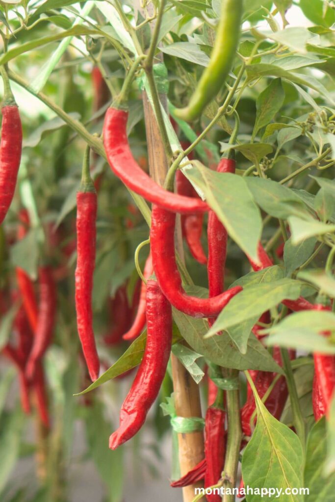 Designing Tips for a Cocktail Garden Bar * Plants for a Cocktail Garden Chili Peppers  