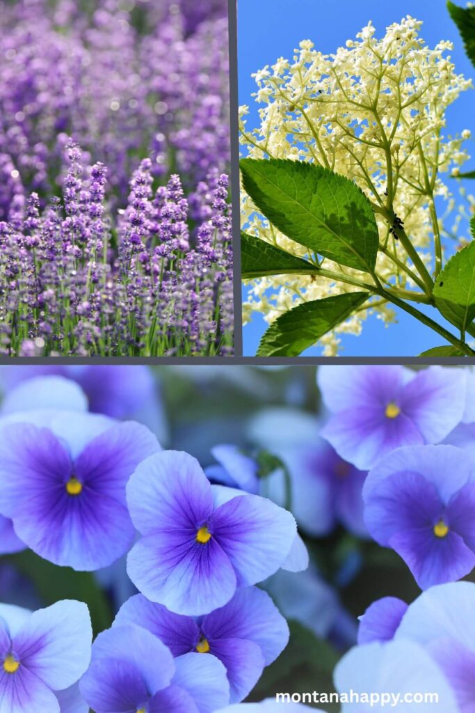 Designing Tips for a Cocktail Garden Bar * Plants for a Cocktail Garden Lavender, Elderflowers, and Violets  