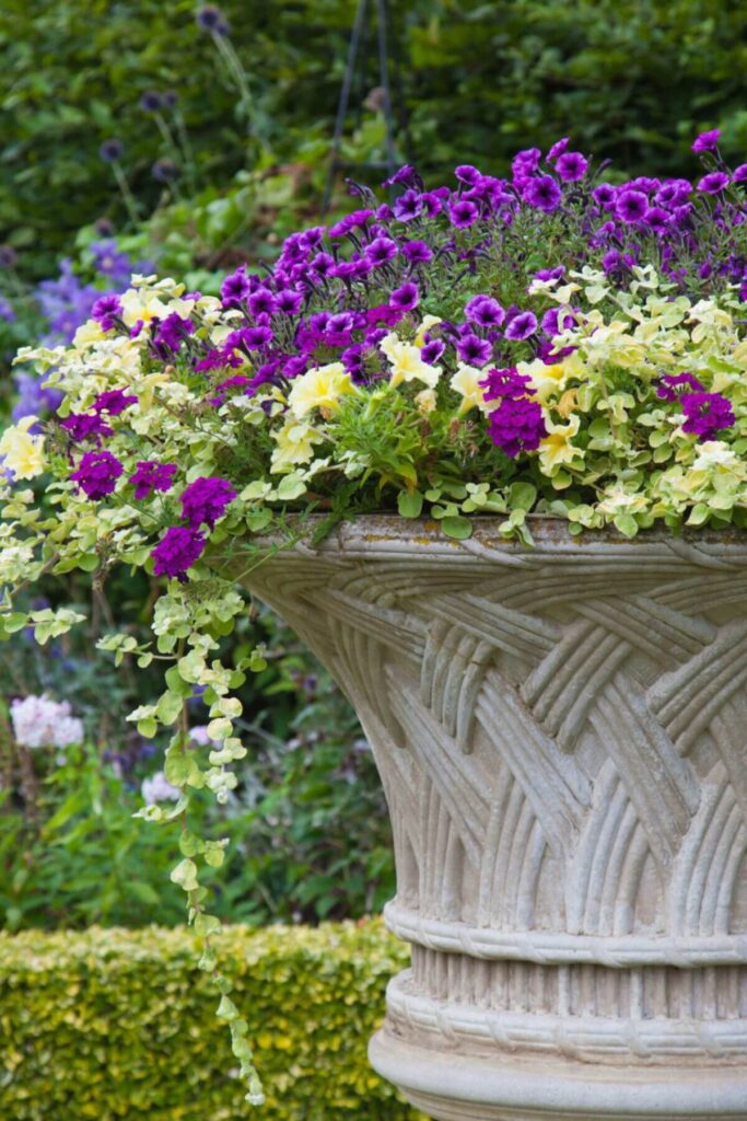 English Cottage Gardens - Potted Flowers 