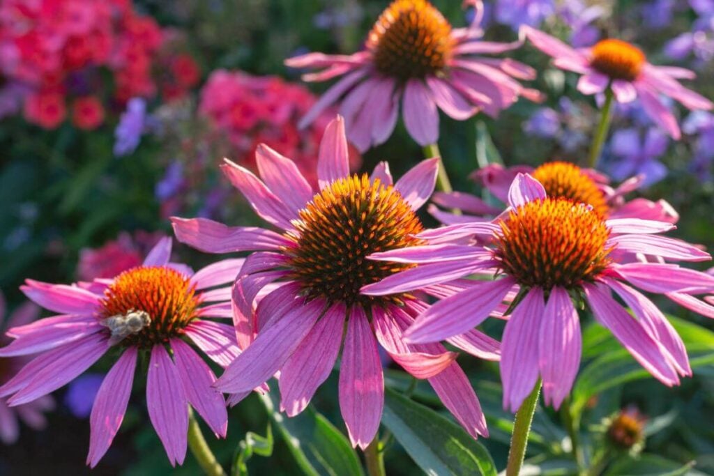 Secret Garden Ideas - Photo of Cottage Flowers - Blooming cottage garden flowers in a lush secret garden filled with color, texture, and natural beauty. 