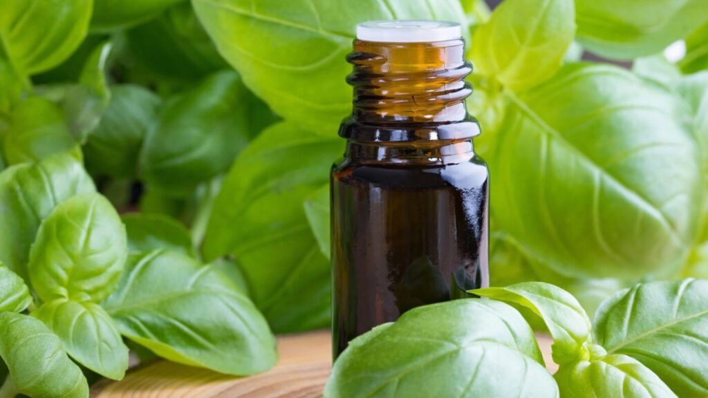 What to do with Basil Leaves - Photo of Fresh Basil and Basil Essential Oil