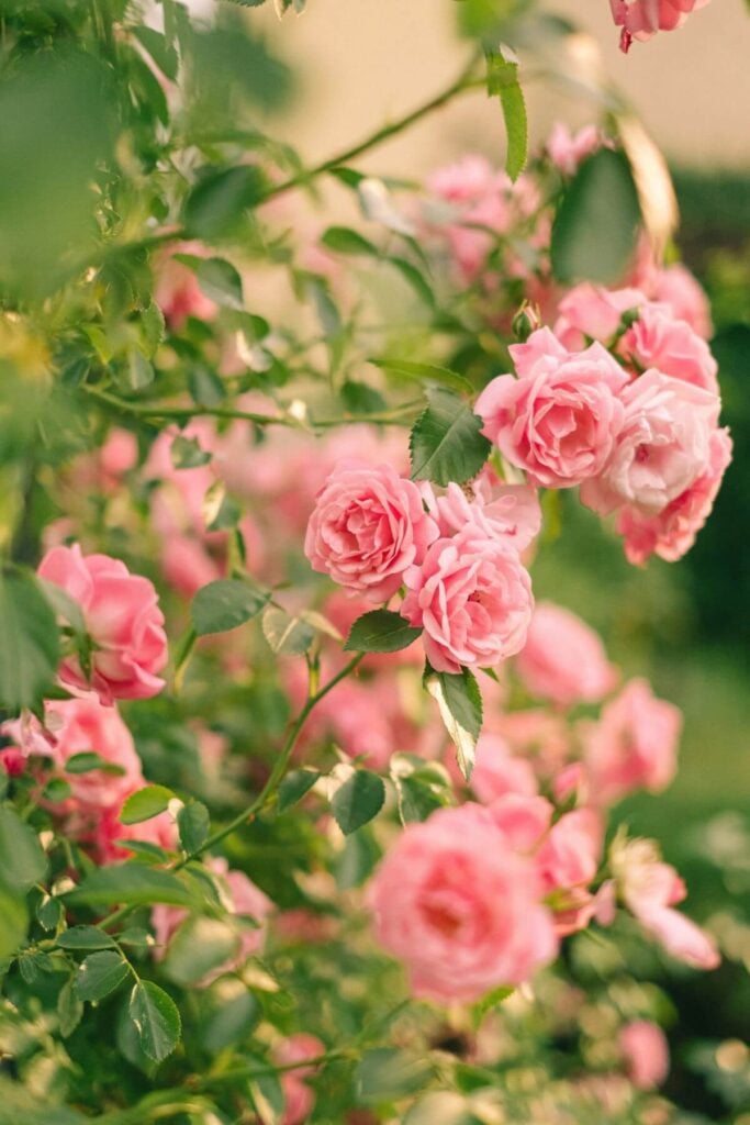 Photo of Pink Roses * Banana Peel Uses - Rose Fertilizer 
