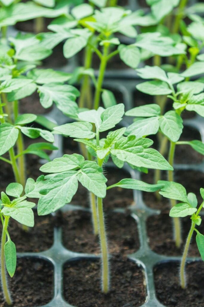 Photo of Seedlings - Banana Peel Uses - Seedling Starter Boost 