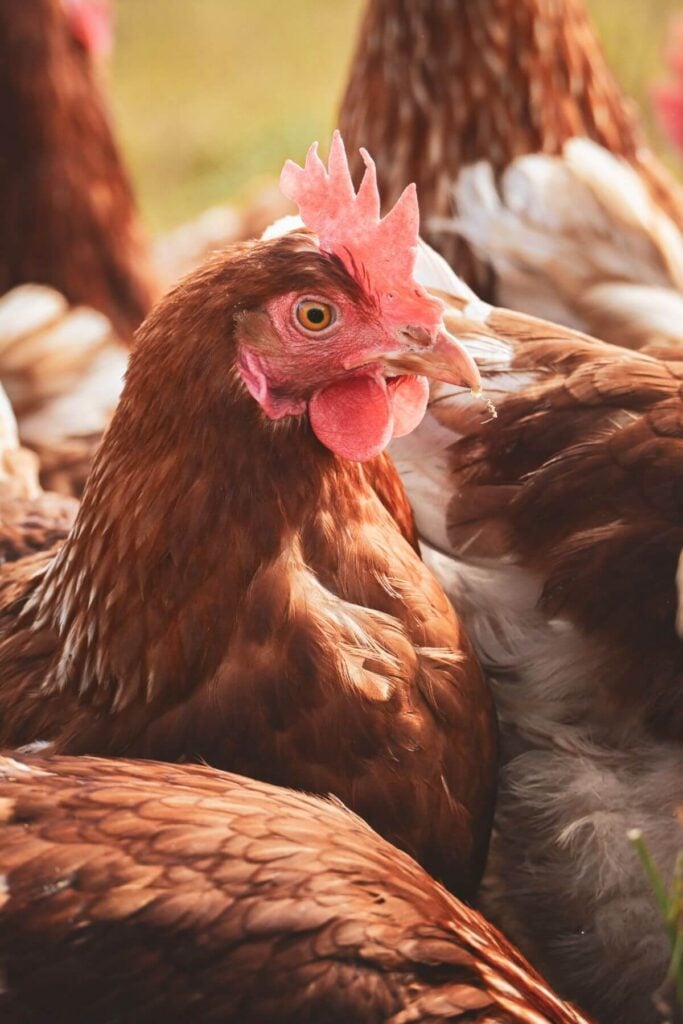 Banana Peel Uses  * Snacks for Chickens 