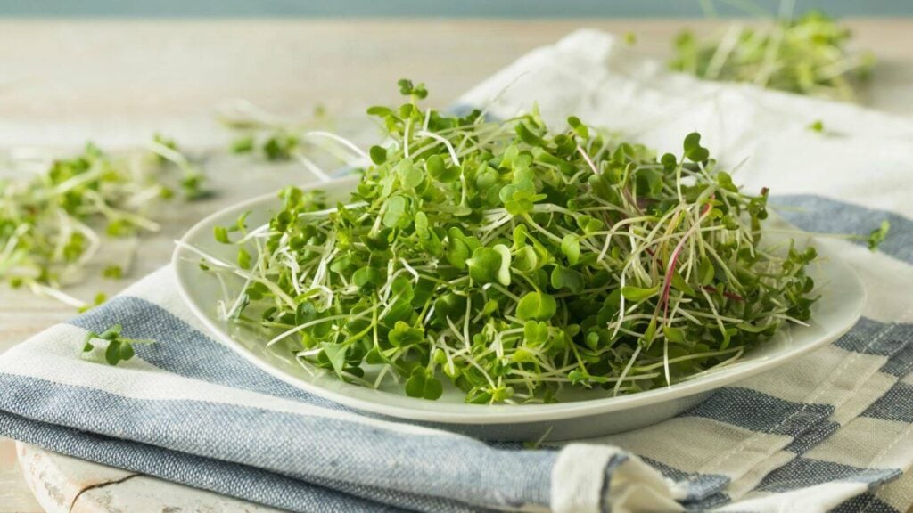 Soup Topping Ideas for Creamy Ginger Carrot Soup * Photo of Microgreens
