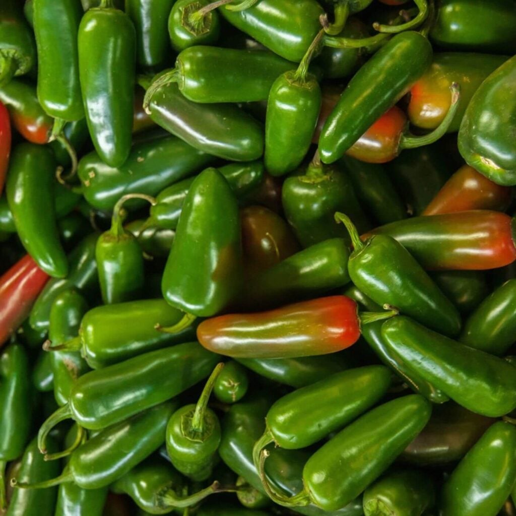 How to Preserve Jalapeños * Photo of a pile of Green and Red Jalapeño Peppers